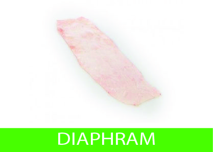 diaphram