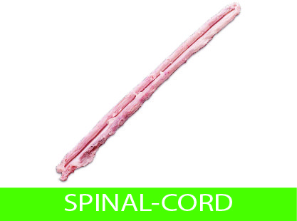 spinal-cord